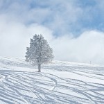 Newsletter: March 2011 Newsletter: March 2011